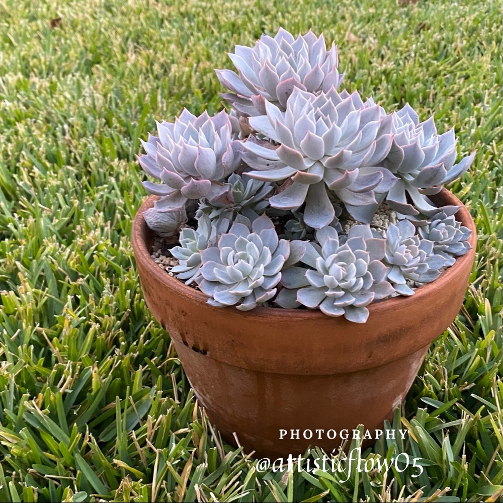Echeverias Bring Me Joy!